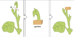 When the upper part of a sheet is removed the lateral buds beneath the cut start to grow.
If the main apex is removed and placed on an agar block, auxin diffuses into the block, which can then inhibit lateral bud growth. 