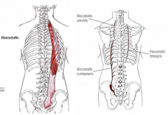 Udspring: Lumbale aponeurose (lumborum) og 1-12. ribben (thoracis og cervicis)
Hæfte: Lumbale proc. transversum 1-3 og 6-12. ribben (lumborum) samt 1-6 ribben (thoracis) + proc. transversum af nedre cervikaler (cervicis)
Funktion: Extension af ry...
