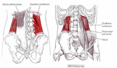 Udspring: Crista iliaca posterior 
Hæfte: 1-4 lumbale proc. transversum og nederste ribben 
Funktion: Lat. tilt af bækken, lat. flex til samme side samt fiksere sidste ribben under inhalering og kraftig exhalering