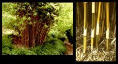 Alphonse Karr Bamboo