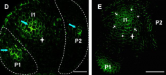 The expression and orientation of PIN was monitored in the shoot apex of plants expressing PIN1::PIN1-GFP. Leaf initiation is preceded by changes in the distribution of PIN1, contributing to a local auxin maximum.