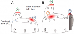 •Polarized localization of PIN1 leads to auxin accumulation primordia initiation (I1).
•Basipteal transport in the primordia (P1) drains auxin into the inner layers, creating a sink, which depletes its surroundings from auxin and prevents the ...