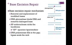Base excision repair performed bya base specific DNA glycolsylase(in this example uracil DNAglycosylase), AP endonuclease,DNA polymerase and DNA ligase.Uracil is recognised as anoncomplementary base pair andreplaced with the complementarybase (C).