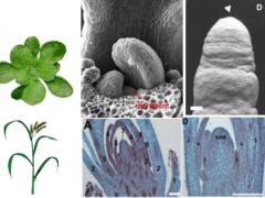 Polar auxin transport is required for organogenesis in monocots and dicots and in plant with spiral and alternating patterns of phyllotaxy.