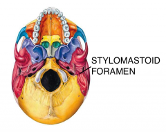 Fascial nerve enters through the internal auditory meadius and emerges through the stylomastoid fossa (Between the Styloid and Mastoid processes of the temporal bone)