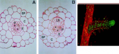 Lateral roots originate from pericycle cells of the primary root.
Founder cells in the pericycle (P) undergo transformation and organize into lateral root primordia (LR), which later grow through the endodermis (E), cortex (C) and epidermis (EP) c...