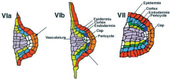 All the radial pattern elements of the primary root are present in the lateral root primordium.