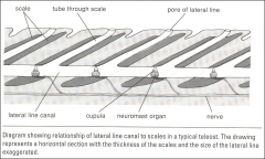 Pore on skin, tube through scale, tube goes to lateral line canal, with neuromast organ and cupula that are connected to a nerve