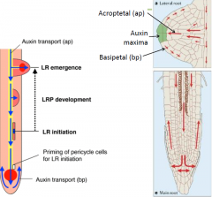 • Proper auxin transport is required for lateral root development.
 