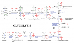 What is the substrate
for hexokinate?
a. 
glucose            
b. 
glucose 6-phosphate    
c.  glycolysis         
d.  phospholugose isomerase           
e.  pyruvate
