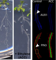 Ethylene in lateral root initation
