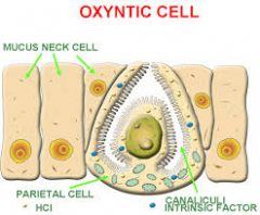 oxyntic cells are found in