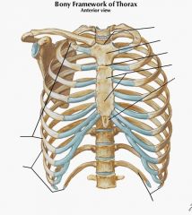 Thoracic cage, how many:
 
Ribs?
True ribs?
False ribs?
Floating ribs?
Label the diagram