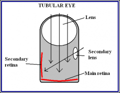 Have a lens and main retina that direct and detect light going down vertically
Also have secondary lens and secondary retina that direct and detect light moving at a horizontal angle