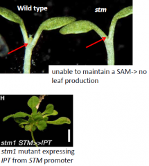 KNOX genes, e.g. stm, act in part by stimulating cytokinin synthesis.
-STM is a transcription factor that induces expression of an IPTgene.
-stmmutant can be rescued by CK application or by expression of the cytokinin-biosynthesis IPTgene at the SAM.