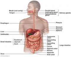 Alimentary canal