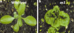 Primordium-specific genes promote differentiation
•“ARP”is derived from three genes, ASYMMETRIC LEAF1 (AS1),ROUGH SHEATH2 (RS2), and PHANTASTICA
•ARPgenes encode MYB transcription factors
•Expressed in cells of leaf primordiaand cotyledo...