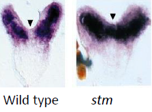 The two classes of transcription factors are mutually repressive, and help establish a separate identity for the emerging leaf primordium.
In the stm mutant, AS1is expressed in the meristem (arrow).
 