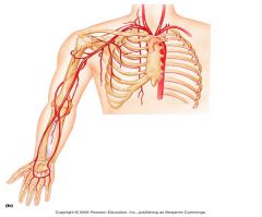 State the meaning of the following anatomical Position terms:
 
Subclavian;
Axillary;
Brachial;
Radia;;
Ulnar;