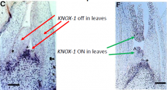 •KNOX-1genes are repressed at the site of leaf primordium initiation.
•Compound leaves (e.g. tomato) KNOX-1genes turn on again in leaf primordia.
•Simple leaves (e.g. Arabidopsis) KNOX-1genes stay off in the leaf primordia.