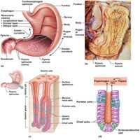 The different regions of the stomach include...