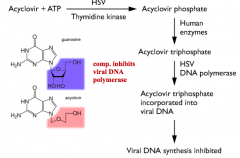 1. Acyclovir + ATP is activated/phosphorylated by HSV Thymidine Kinase to Acyclovir Phosphate
2. Human enzymes convert to Acyclovir Triphosphate
3. HSV DNA polymerase incorporates Acyclovir Triphosphate into viral DNA
4. Viral DNA synthesis is ...
