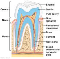 The portion of the tooth embedded in the jawbone is the root; the root and crown are connected by the tooth region called the...