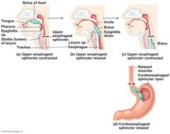 Once food reaches the distal end of the esophagus, it presses against the...