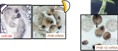 PHBexpression is regulated by a miRNA.
In wild-type plants, miR166 binds to the PHB mRNA and degrades it on the abaxial side of the leaf primordium. Therefore PHB mRNA is only found on the adaxial side.
In phb-1dplants, base changes in the PHB mRN...