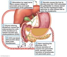 By the time food reaches the end of the small intestine____________, digestion is complete and nearly all food absorption has occurred.