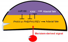 In some cases domain-specific expression is maintained by miRNAs.
Different transcription factors specify adaxial and abaxial domains.
The inner surface of a leaf is specified by a signal derived from the meristem.