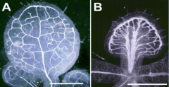 Auxin is required for proper vein patterning. Inhibition of auxin transport disrupt patterning.
A: Leaf from a plant grown in normal growth medium.
B: Leaf from a plant grown in the presence of a polar auxin transport inhibitor.