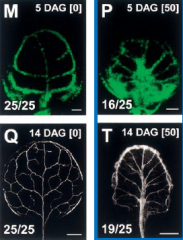 Pattern of PIN1 expression within the leaf predicts the pattern of vascular differentiation.
Auxin transport inhibitors disrupt the pattern and connectivity of the vasculature in
Arabidopsis leaves.