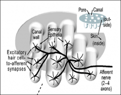 Pore on outside that connects to a canal, ending in sensory cells with excitatory hair cells that send signals to afferent nerve