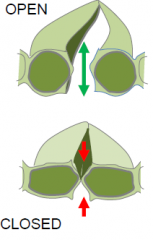 Guard cells regulate leaf pores through which water vapor and gasses move.
 
