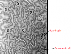 Distribution of stomata is not random; they are evenly distributed.
Each stomata is typically surrounded by 3-4 pavement cells.