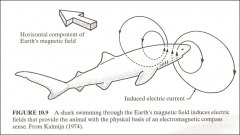 Shark in Earth's magnetic field induces an electric field that provides animal with basis of an electromagnetic compass sense