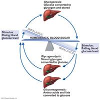 maintain homeostasis of the blood glucose levels.