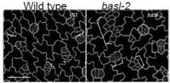 Asymmetric distribution of BASL precedes asymmetric cell division.
Loss of baslfunction leads to more symmetric cell divisions. How BASL affect division polarity is not yet known.