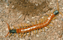 Centipede


Phylum: Arthropoda
Subphylum: Myriapoda
Class: Chilopoda