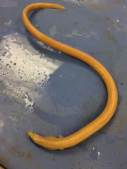 Speckled Worm eel 