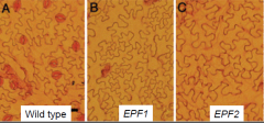 Loss-of-function mutations in two related genes encoding putative ligands,EPIDERMAL PATTERNING FACTOR 1andEPF2also confer defects in stomatal patterning.
EPF1 and EPF2 regulates the orientation and frequency of division in neighboring cells (i.e. ...