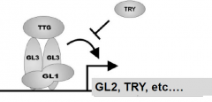 •GL1encodes a MYB transcription factor.
•GL3encodes helix-loop-helix protein –transcriptional regulator.
•TTG1 encodes a WD40 domainprotein-transcriptional co-regulator.
•Complex activates the expression of GL2, a homeoboxtranscription f...