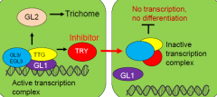 A transcription complex activates expression of the trichome inducer GLABRA2 (GL2).....
and a mobile inhibitor moves into adjacent cells to inhibit GL2 expression –lateral inhibition.
GL2expressing shoot epidermal cells adopt a trichomecell fate.