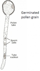 Pollen grain (gametophyte)