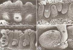 op –ovule primordium
ov–ovule
fu-funiculus
oip-outer integument primordium
iip –inner integument primordium
nu -nucellus
mp-micropyle
Pt –pollen tube