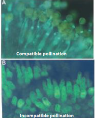 • A genetic “checkpoint” for
the rejection of self pollen.
•Pollen germination only
occurs on a compatible stigma.
• Incompatibility promotes
cross-pollination/outcrossing.