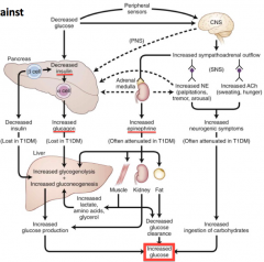 - Glucagon is released and acts on the liver to stimulate glycogenolysis and gluconeogenesis
- Epinephrine is released and acts on β2 receptors (increases substrates for gluconeogenesis) and on α2 receptors (inhibits insulin secretion)
