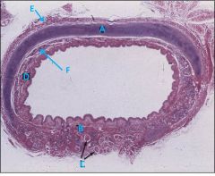 Organization of the tracheal wall