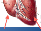 Left is thicker, major pump, and forms the apex of the heart. Right pumps to lungs. Separated by interventricular sulcus. The pumps that move blood through the body.